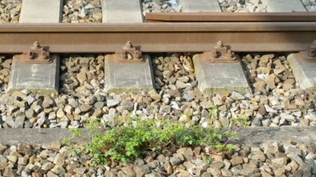 wp-1429861681393.jpg image