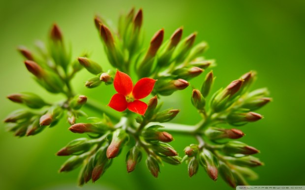flower_buds_3-wallpaper-960x600